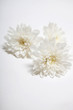 White flowers