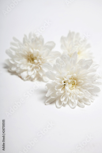Photo: White flowers White flowers