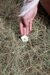 Camomile