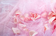 Photo: Rose petals Rose petals