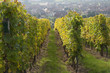 Vignes en Alsace