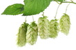 branch of hops on a white background branch of hops on a white background