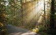 sunbeams