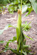Ripe corn cobb