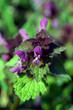 Selfheal - prunella vulgaris