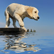 chiot golden retriever chiot golden retriever