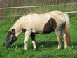 Equus ferus caballus III