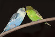 Parakeets