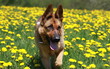 Schäferhund auf Blumenwiese