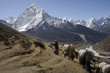 Nepalese landscape, Yaks against top Amadablan