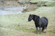 Foto: wild horse wild horse
