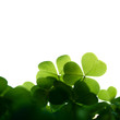 Clover border isolated. Clover border isolated.