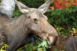 Cow Moose