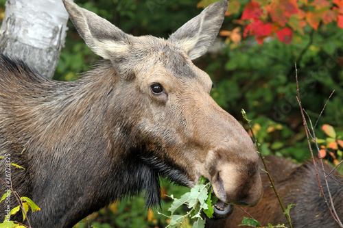 Photo: Cow Moose Cow Moose