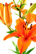 lys orange