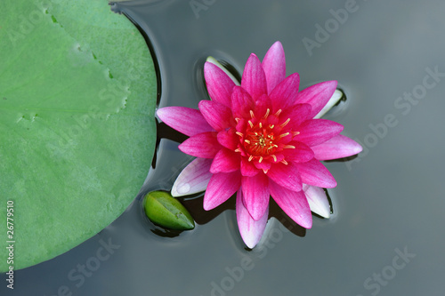 Photo: ninfea fiori 1186 ninfea fiori 1186