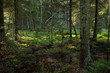 Late summer coniferous stand