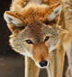 Wolf Wolf