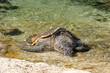 Tortue marinne à Kelonia Tortue marinne à Kelonia