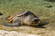 Tortue marinne à Kelonia