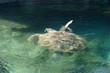 Tortue marinne à Kelonia Tortue marinne à Kelonia
