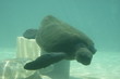 Tortue marinne à Kelonia Tortue marinne à Kelonia