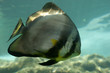 Poisson papillon géant dans un bassin de Kelonia Poisson papillon géant dans un bassin de Kelonia
