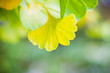 Ginkgo