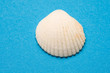 Seashell isolated on the blue background Seashell isolated on the blue background