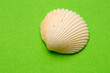 Seashell isolated on the green background Seashell isolated on the green background