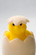 Small chick with egg Small chick with egg