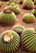 Golden barrel cactuses