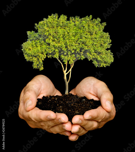Photo: tree in palms as a symbol of nature protection tree in palms as a symbol of nature protection