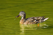 Sneezing Duck