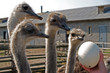 Ostrich farm