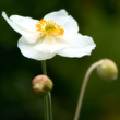 Pretty White Flower - Japanese Anemone