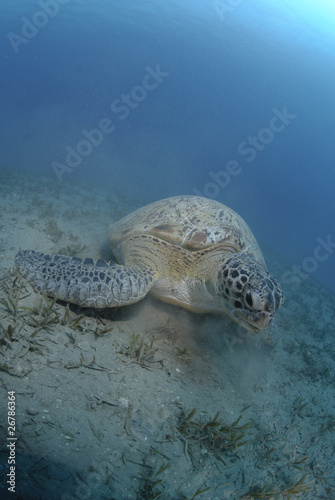 Photo: Green turtle on a bed of seagrass. Green turtle on a bed of seagrass.