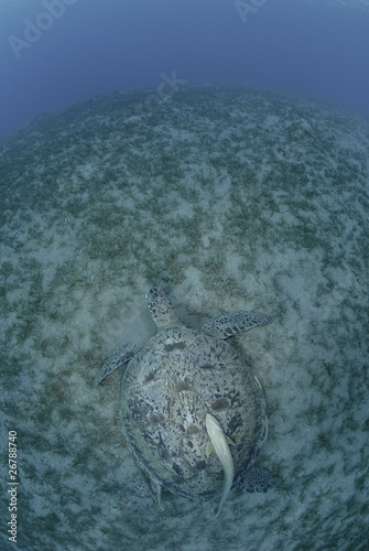 Photo: Green turtle on a bed of seagrass Green turtle on a bed of seagrass