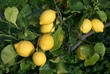 Photo: limoni limoni
