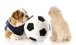 puppy and kitten playing together