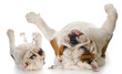 itchy dogs