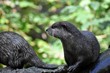 Otter