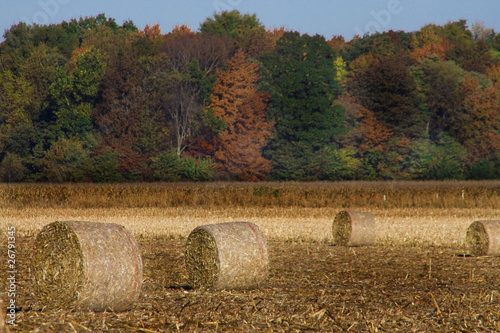 Photo: corn rolls corn rolls