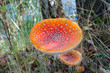 Funghi