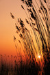 Reeds in the sun