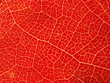 feuille rouge