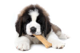 Saint Bernard Puppy Enjoying a Treat on White Background