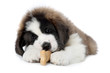 Saint Bernard Puppy Enjoying a Treat on White Background