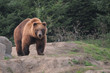 Braunbär