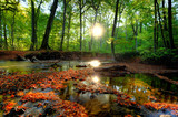 Autumn forrest